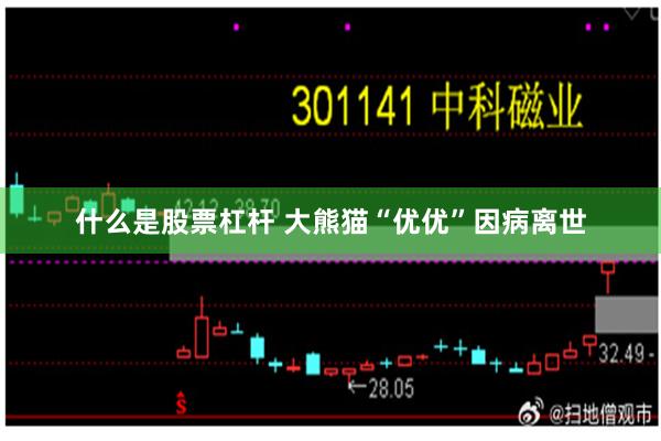 什么是股票杠杆 大熊猫“优优”因病离世